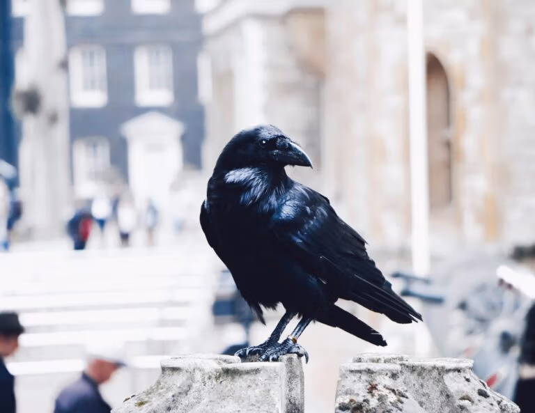 Black raven perched on a weathered stone structure with historic buildings blurred in the background.